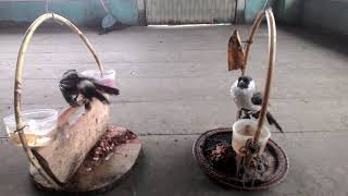 tes pikat burung kutilang besar vs burung kutilang kecil 80 jt