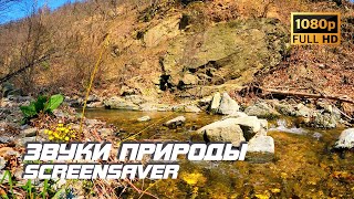 Живая Природа - Ручей | Река | Звуки Природы | Звуки Ручья | Шум Воды | Белый Шум | Screensaver Tv