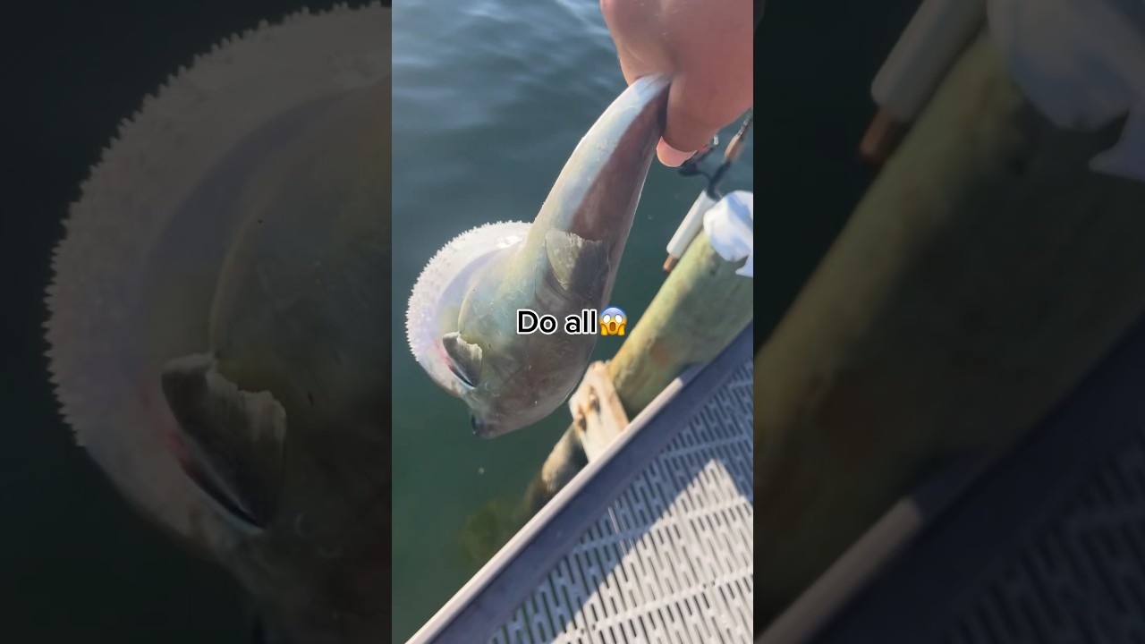 Your fish if you….?!? 