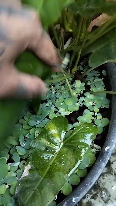 tanaman philo brekele media air🌹