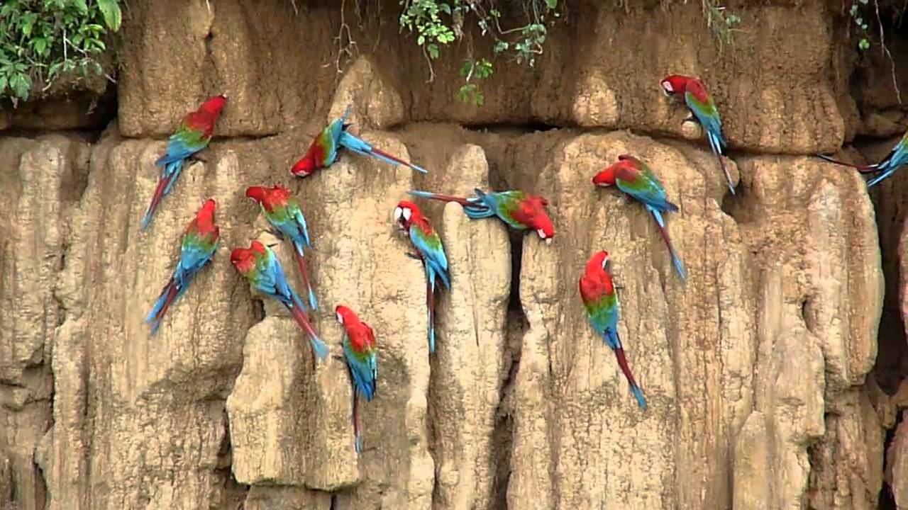 Scarlet macaw clay lick manu Scarlet macaw clay lick manu