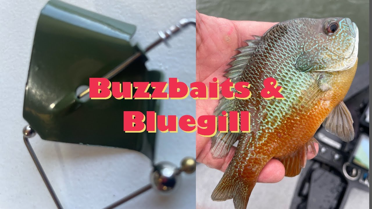 A Buzzbait for Bass Feeding on Bluegill | #bassfishing #topwater #summer
