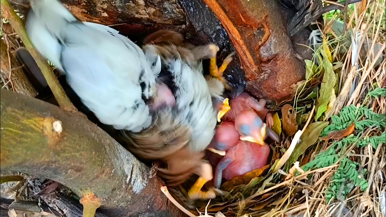 Myna gathering all the babies and throwing them out of nest ...