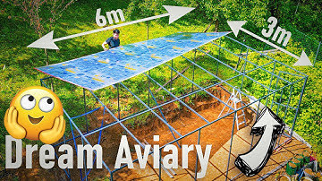 Building My Zebra Finch Aviary… Then They Started Breeding! 😲🐣