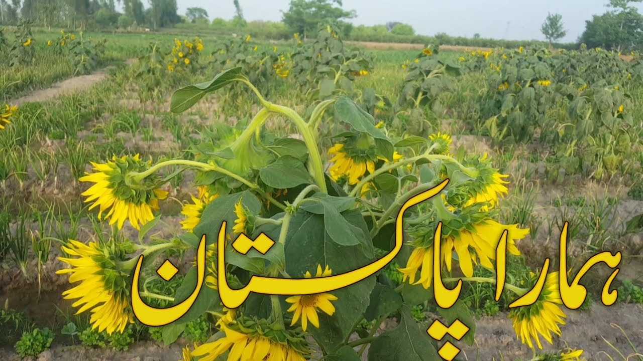 Sunflower crop in punjab village sunflower farming YouTube