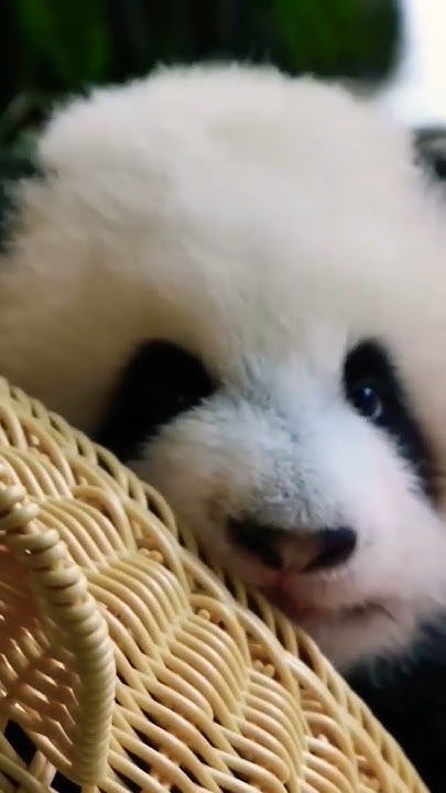 Ку ку КуКусиКи🐼👀🤣🔥👍😍Kuku🐼👀🤣🔥👍😍 - YouTube