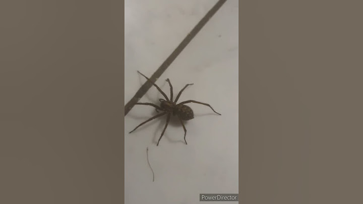 OMG Have you ever seen Giant Spider?😳😱 #viralvideo #viralshort #worldwide #tiktok #spider #insects