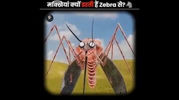 🦓⚠️Why Zebras Don