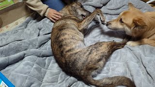 元猟犬達が邪魔で中々コタツが出せない