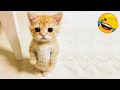 Try Not To Laugh Animals 😂 Funniest Cats and Dogs 🐶😻 #11 Best Funny Animal Videos 2023