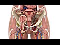 Why Women Feel Pleasure During Sex Medical Explanation 3D Female Sexual Pleasure