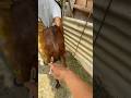Penyuntikan antiradang kambing myasis‼️#shorts #animals #cow