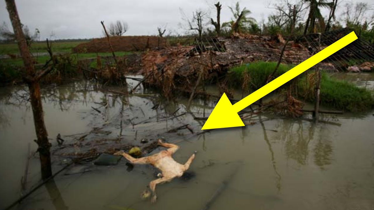 Natural dangers. Экологическая катастрофа ржака. Животное попавшее в стихийное бедствие. Nature Disasters in the World. Dangerous Disasters.