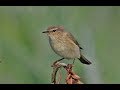 Common Chiff-chaff (Phylloscopus collybita) Δεντροφυλλοσκόπος - Μουγιαννούδι - Cyprus