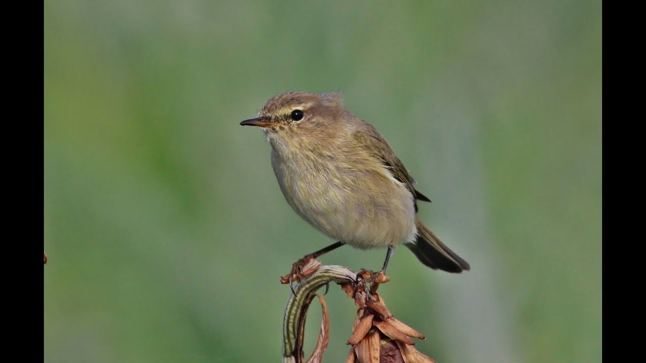 Common Chiff-chaff (Phylloscopus collybita) Δεντροφυλλοσκόπος - Μουγιαννούδι - Cyprus