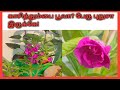      how to grow balsam flower plant from seed in tamil