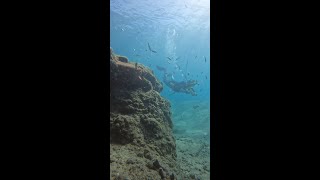 Too Shallow for Tanks, Too Deep for Snorkeling – Dive with Nomad Mini!