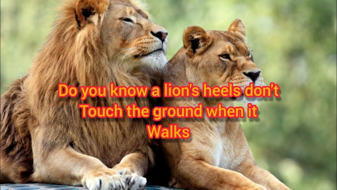 Top 10 Facts About Lion Amazing Facts About Big Cats The Lion Facts ...