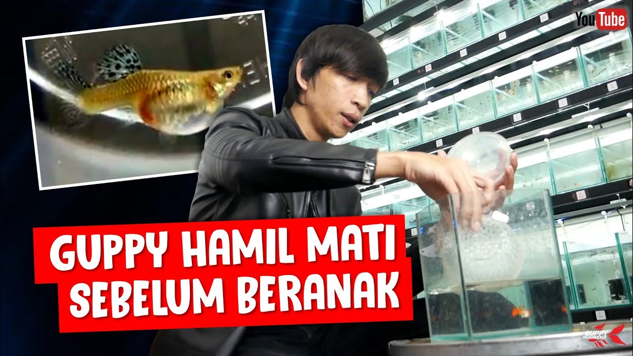 INI PENYEBAB GUPPY HAMIL MATI SEBELUM BERANAK
