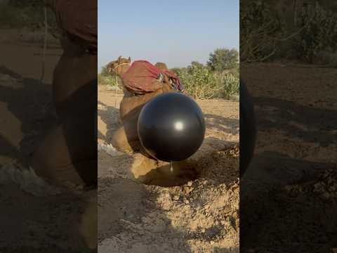 انفجر الفقاع خلف الناقة فخرج منه مولودها في لحظة مدهشة