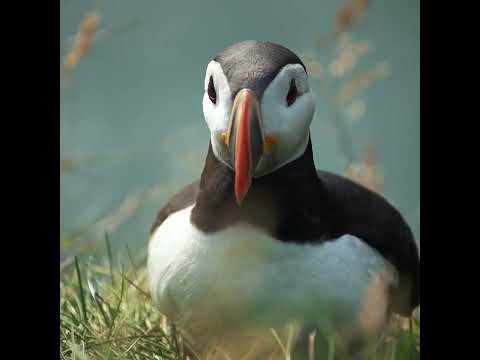 Curious Puffin Looking