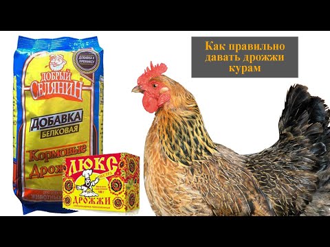 Как давать дрожжи курам