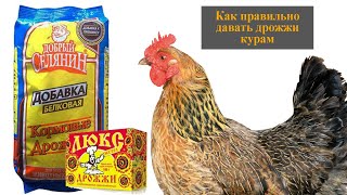 Как давать дрожжи курам