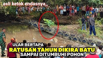Kepalanya mirip yang ada di thailand..ular bertapa masih hidup yang lagi virall saat ini