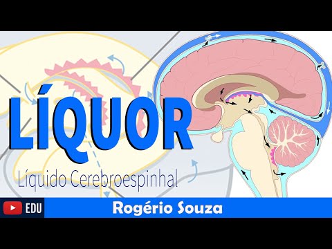 LÍQUOR: Funções e circulação (Vídeo Aula) - Rogério Souza