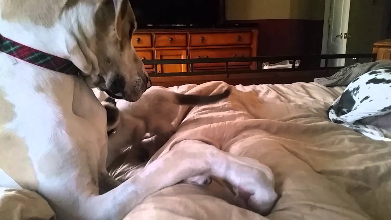 Dane gaybeast