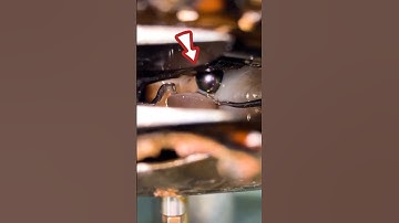 How oysters are tricked into producing pearls!