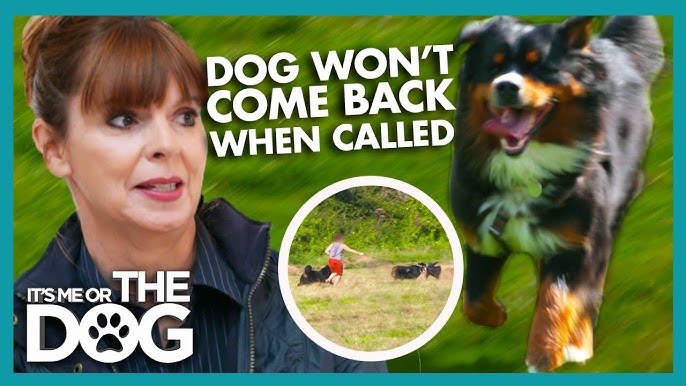 Dog Won't Come When Called: Expert Tips to Fix It