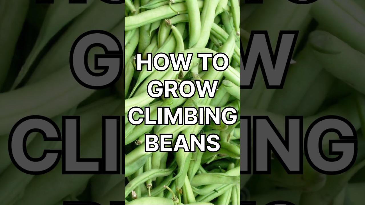 How to Grow Climbing Beans