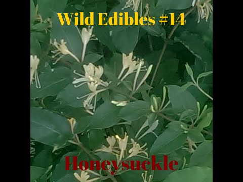 Video: Edible Honeysuckle