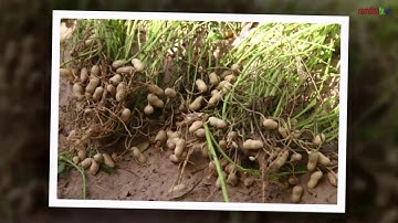 Hướng dẫn kỹ thuật bón phân cho cây Lạc hiệu quả mang lại năng suất cao