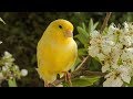 Deep rest, Sleeping music, Calm music, Peaceful music "Canary and Friends" by Tim Janis