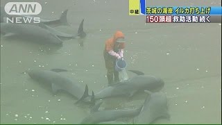 「助けて」砂浜のイルカ150頭　間に合うか救助作業(15/04/10)