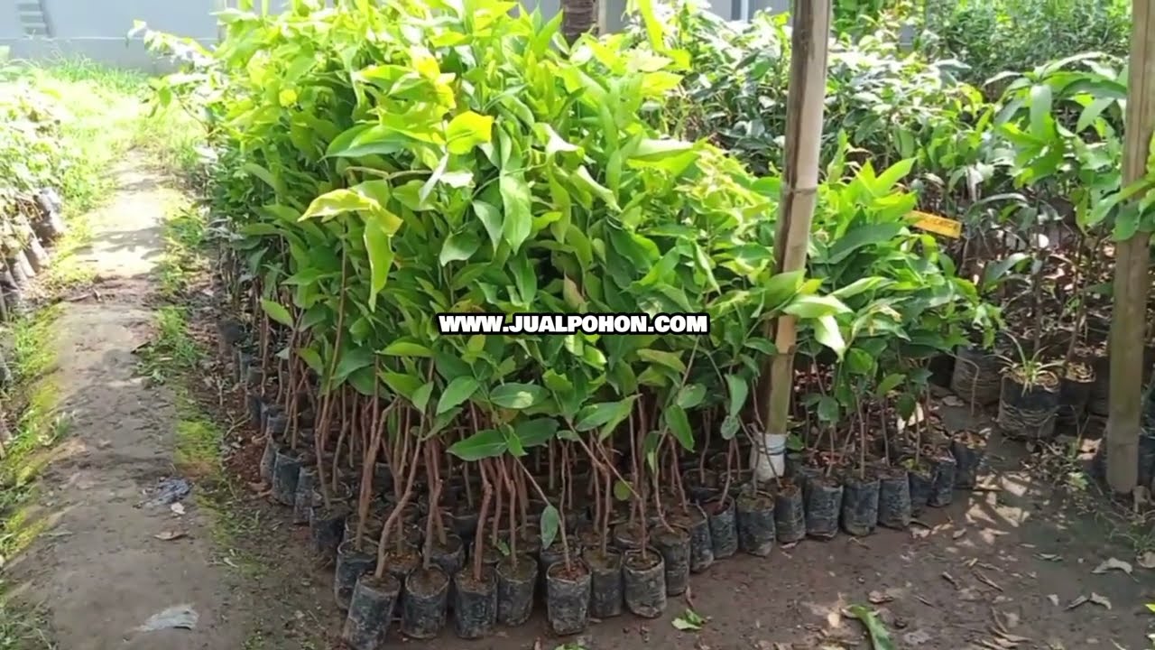 Pohon Jambu Air Mutiara Hitam Unggulan, Pilihan Terbaik untuk Tabulampot