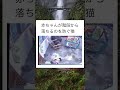 クレしんのひまわりを守るシロみたいw #shorts #猫 #おもしろ