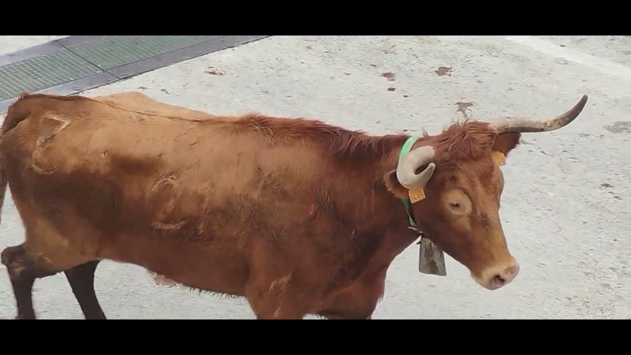 Festejos populares vaquillas en pedreguer alicante ganadería coves 