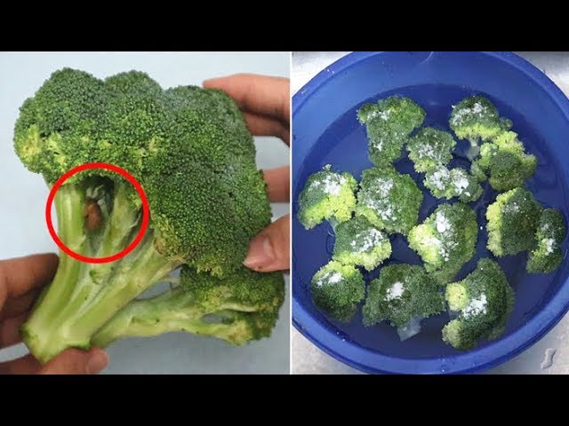 花椰菜內超多小蟲和農藥 一個土方法 蟲卵髒東西自己跑出來 以前都白洗了 Youtube