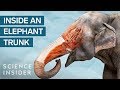 Elephant Trunk Abilities Quiz