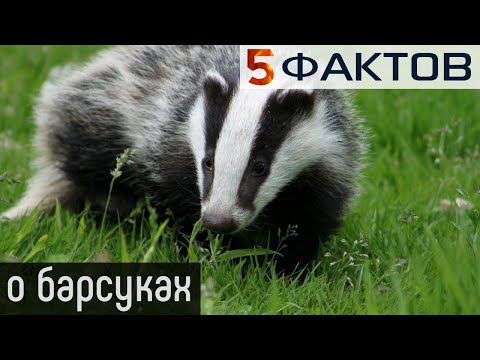 ⭐️ 5 УМИЛИТЕЛЬНЫХ фактов о БАРСУКАХ