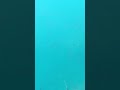 海中を漂ってたら巨大な影が…