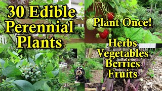 30 Perennial Crops to Plant Once & Eat Forever: Herbs, Vegetables, Brambles, Berries, Nuts, & Fruits