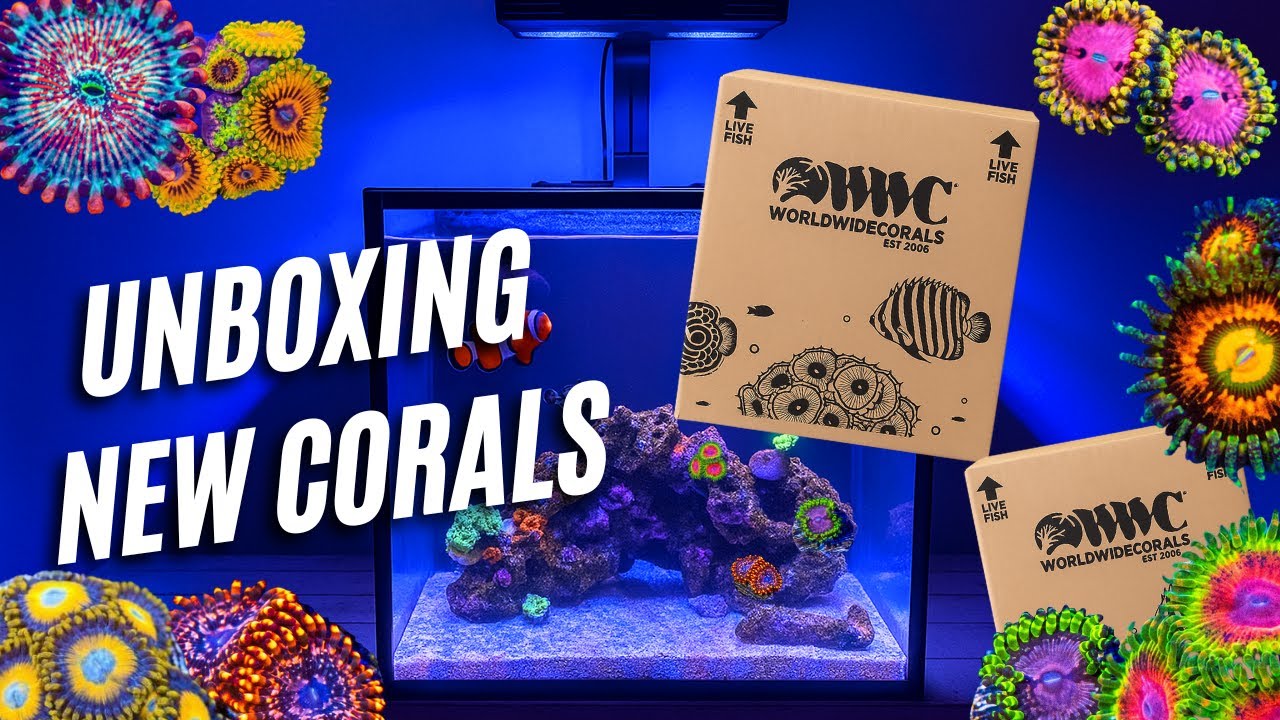 I Didn’t Expect THIS… World Wide Corals Unboxing!! 😳