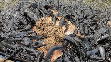 Fish feed formulation | Unique Fish Feed Recipe You Haven