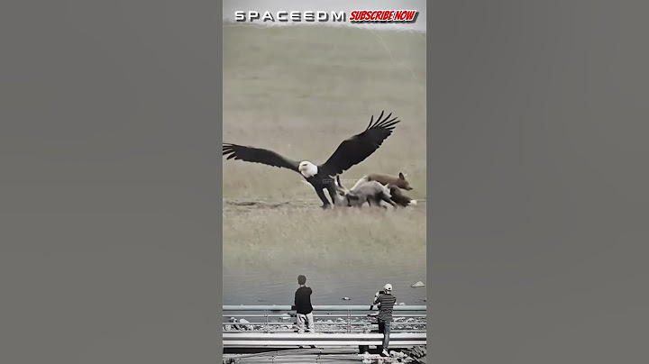 WOW! THE EAGLE CATCHES THE WOLF