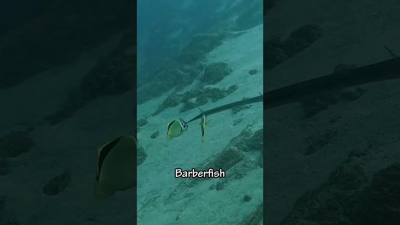 Huge Moray Eel in Cabo San Lucas! 