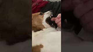 Vicious attack #shorts #dogshorts #vicious #attack #scary #beagle #cute #teeth  #funny